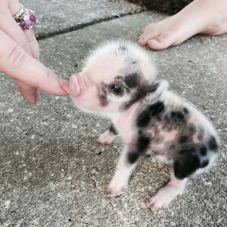 i had a dream the other night that i got 5 puppies and 5 baby pigs… best dream, if only it were real…