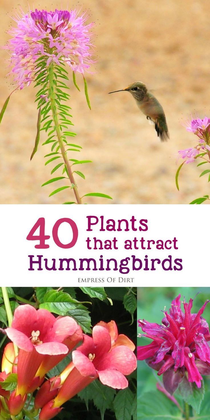 Love hummingbirds? There are many different flowering plants you can add to your garden or balcony to attract and nourish these