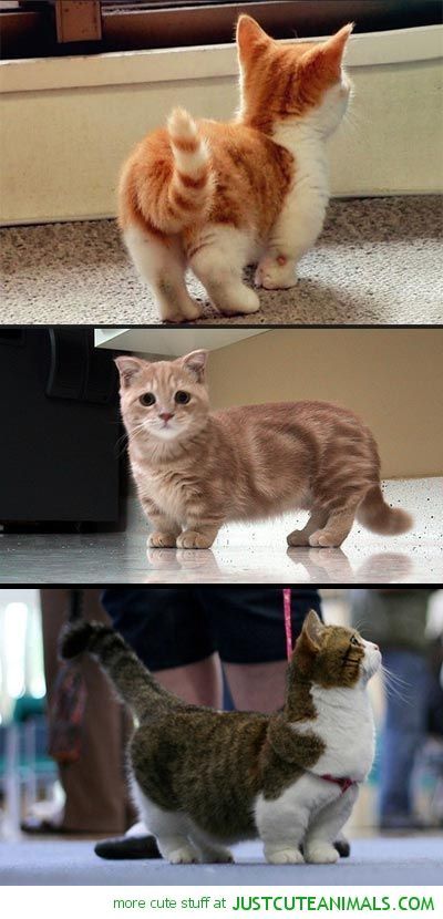 Munchkin Cats. I want one!! Completely obsessed with these cuties