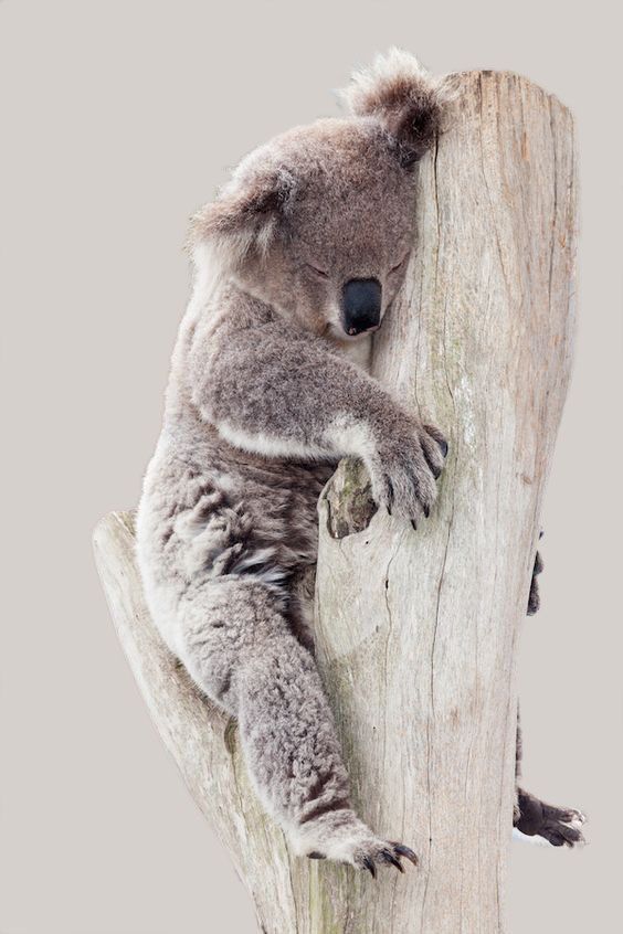 sleepy koala More
