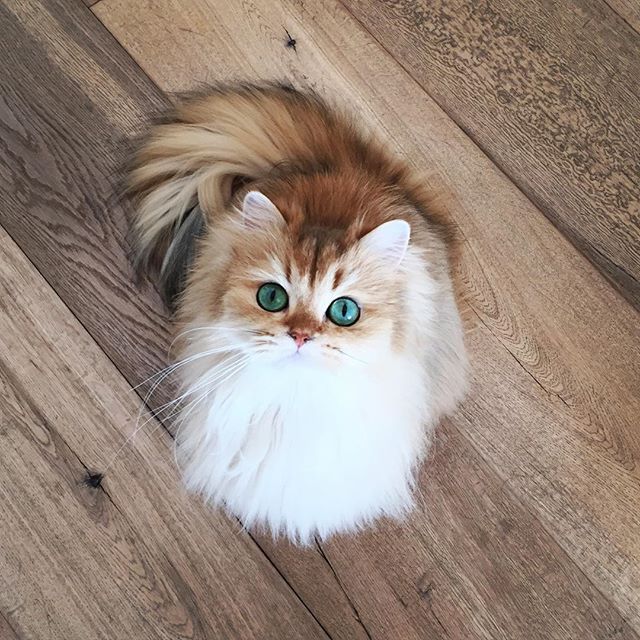 This cat looks like its wearing eyeliner 33