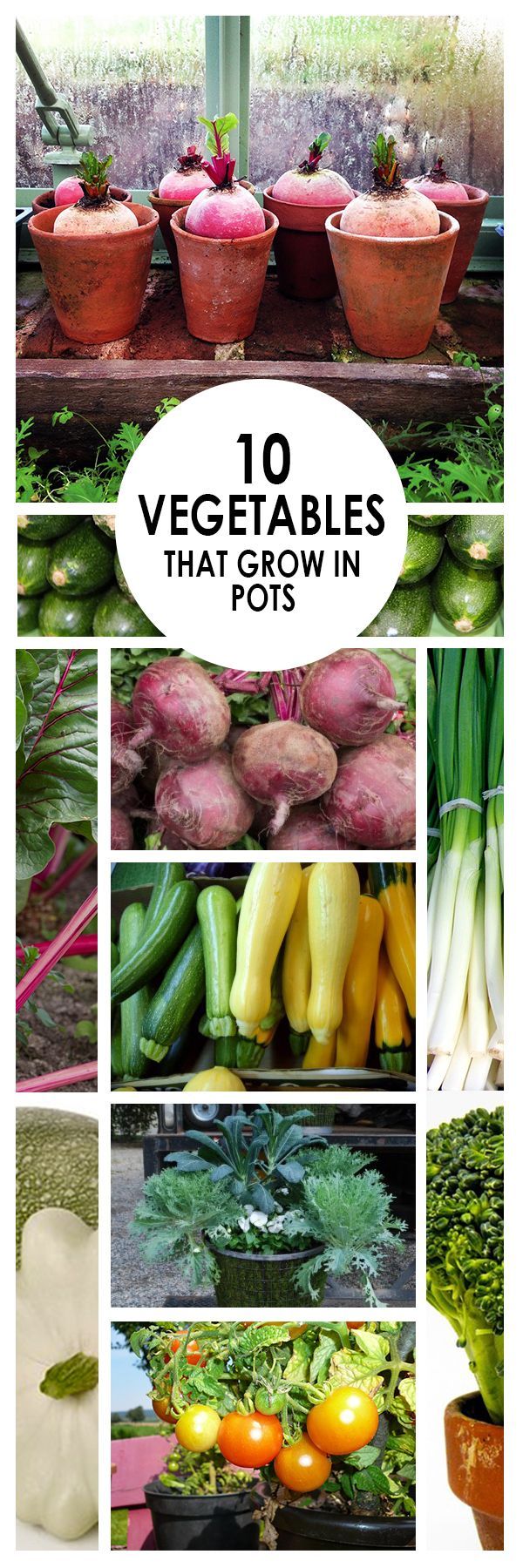 Vegetable gardening, growing veggies, container gardening, popular pin, growing veggies in containers, gardening hacks, easy