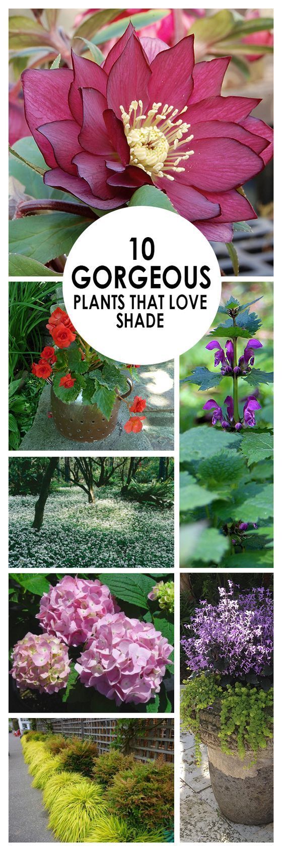 10 Gorgeous Plants that LOVE Shade: