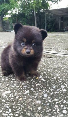 A Little Bear Cub.  Oh so cute!