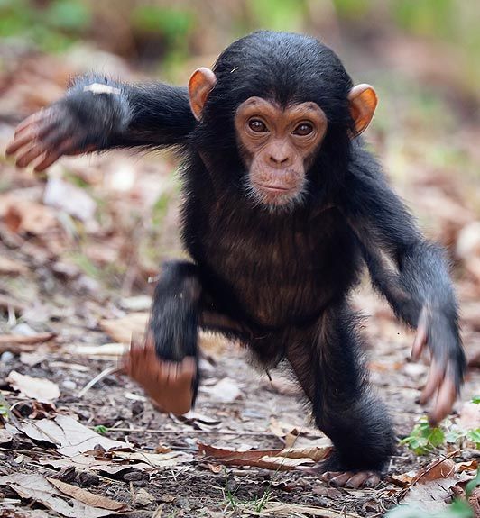 An unsteady baby chimp takes steps away from his mother at a zoo.  – photo by Konrad Wothe