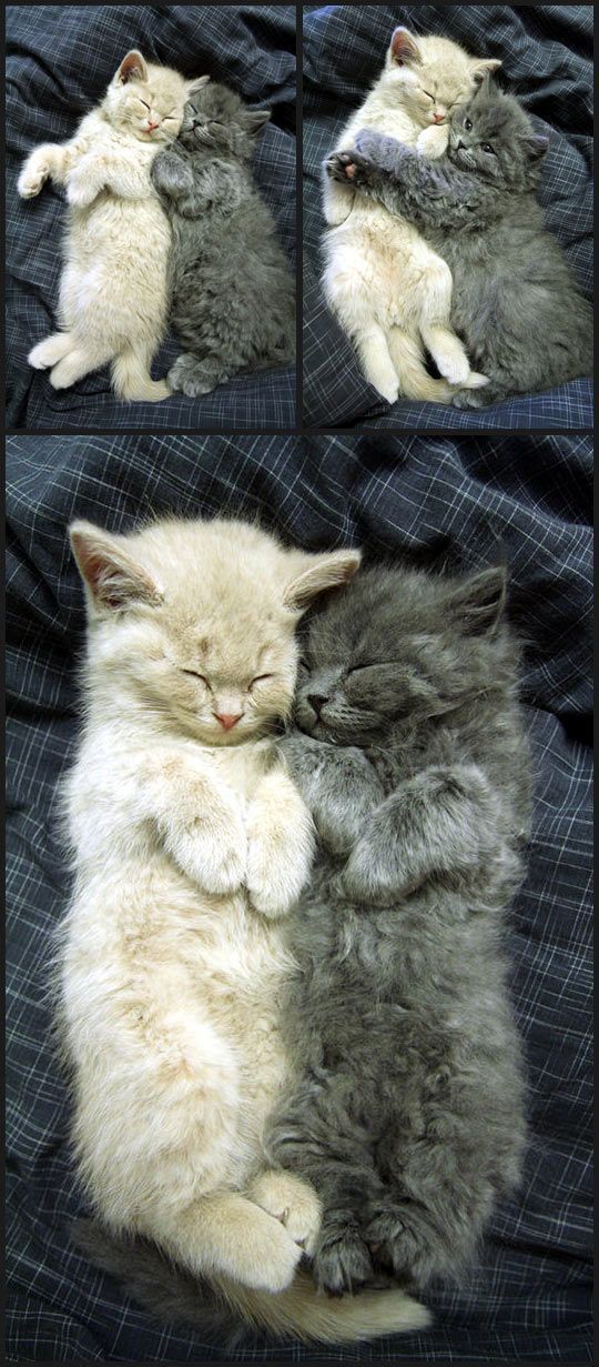 Cuddling Cats cute animals cat cats adorable animal kittens pets kitten funny…