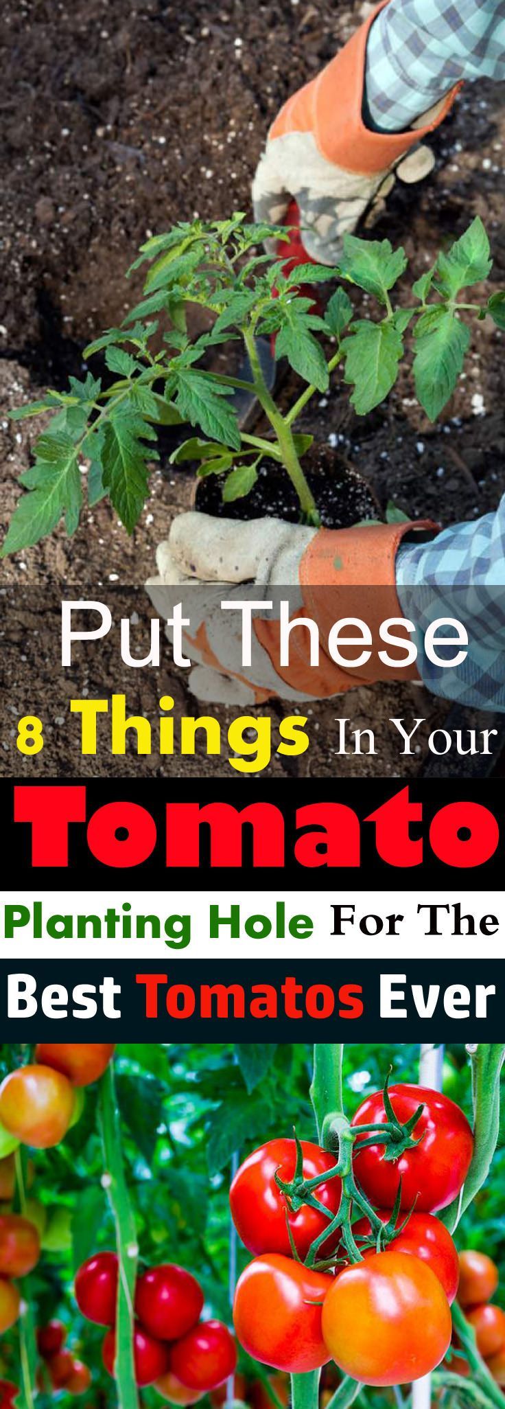 Do you want to grow the best tomatoes in taste and size? And want to have a bumper harvest? Then put these things in the hole