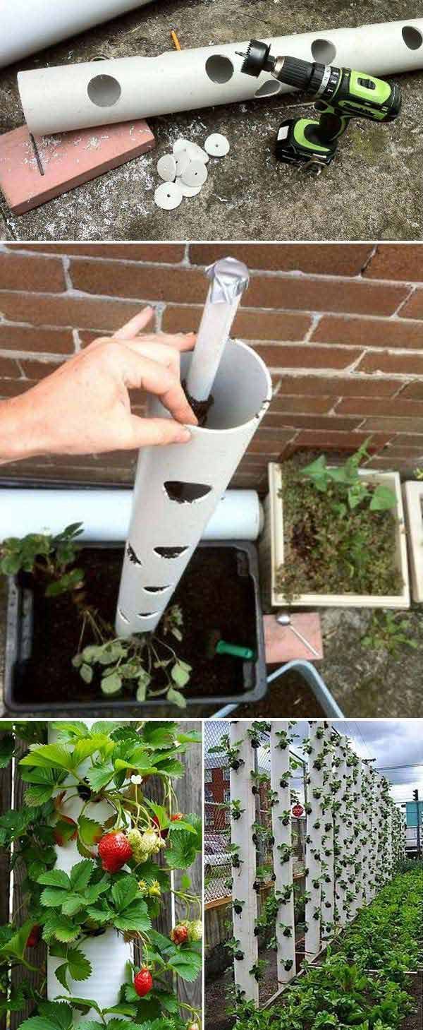 Grow sweet strawberry in a vertical PVC tube is great solution for small garden or yard. Vertical planter will save you a lot of