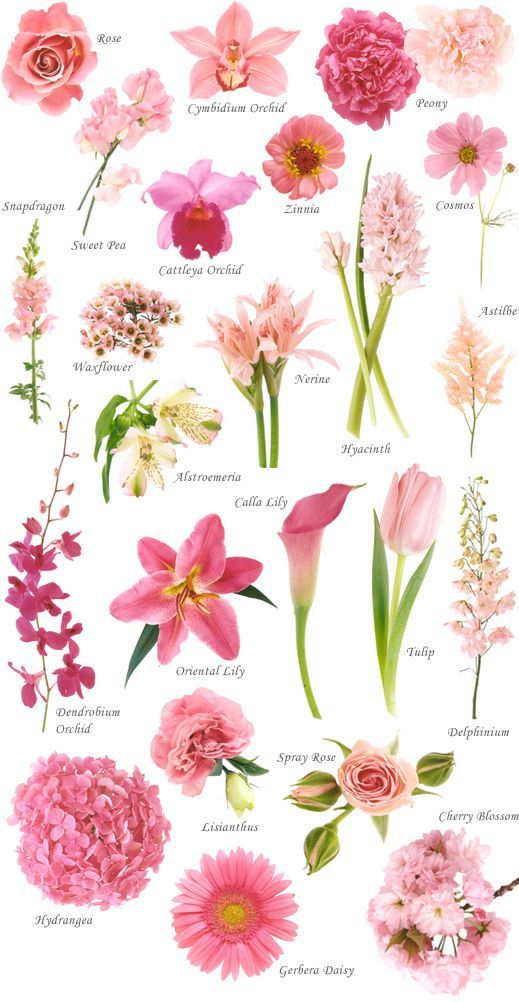 Have you ever found a picture of a bouquet and wondered, “What is that flower?”  Here is a collection of flower names sorted by
