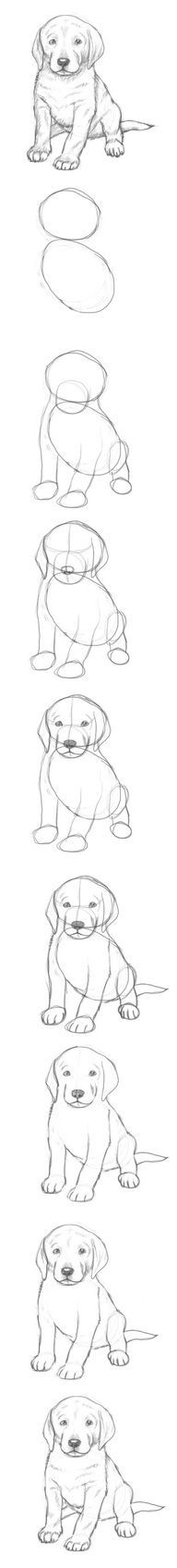 how to draw a puppy