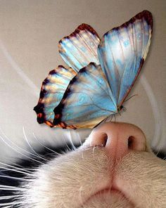 Kitty nose with butterfly