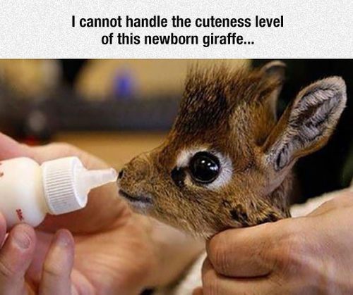 Photo: Newborn Giraffe cute animals adorable
