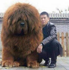 Tibetan Mastiff – OMG! I want this massive, cuddly, teddy bear doggie! ♥ For some reason, I like dogs that are either very tiny,