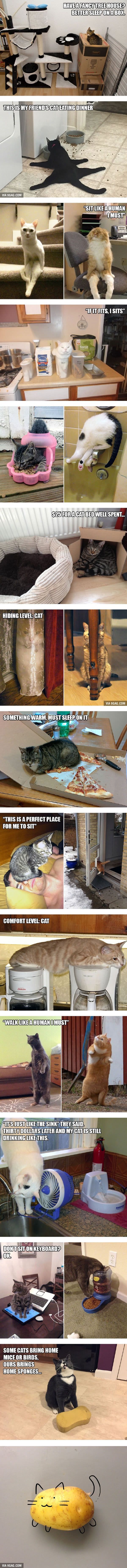 20 Funny Examples of Cat Logic – 9GAG