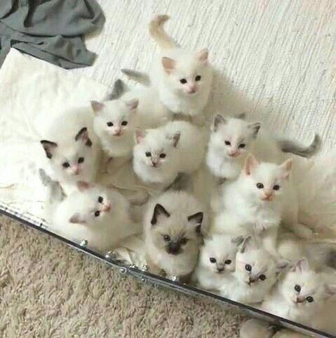Ana Rosa, cutencats: kittens @cutencats