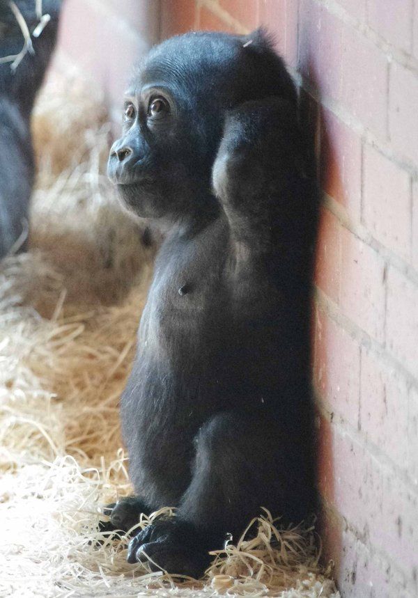 Baby – Western Lowland Gorilla (gorilla gorilla gorilla) is a mammal type animal. It inhabits rainforest and dense jungle. The