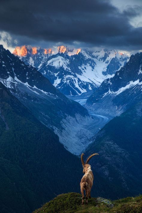 Ibex above Chamonix valley, French Alps