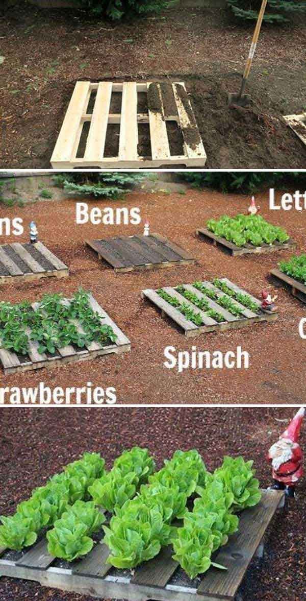 Spring is fast approaching, so are you planning to grow a healthy and beautiful vegetable garden that will help beautify your