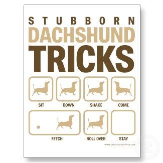 stubborn dachshund tricks