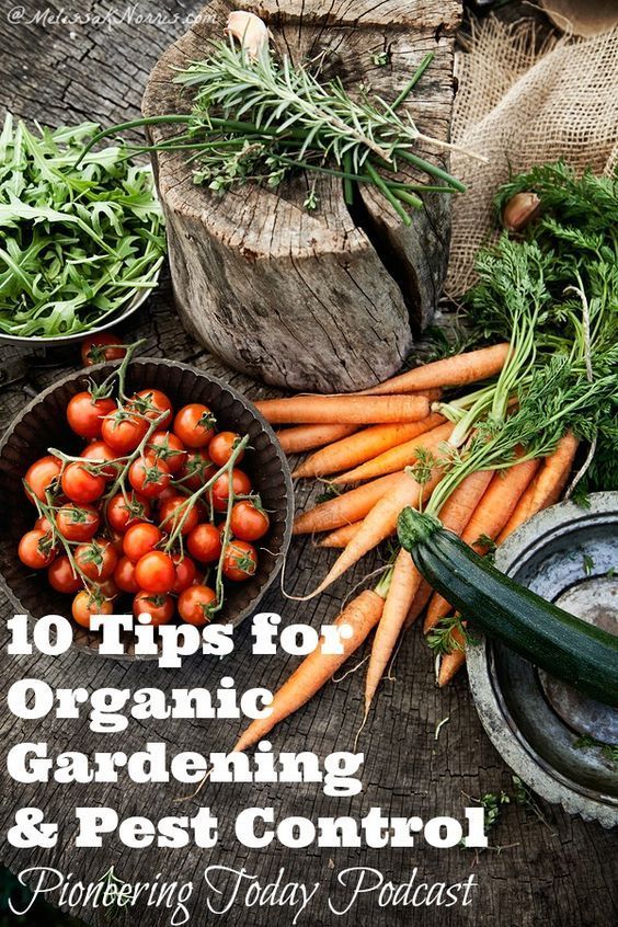 10 Tips for Organic Gardening and Pest Control. Love these tips to naturally keep your garden healthy and ways to get rid of pests