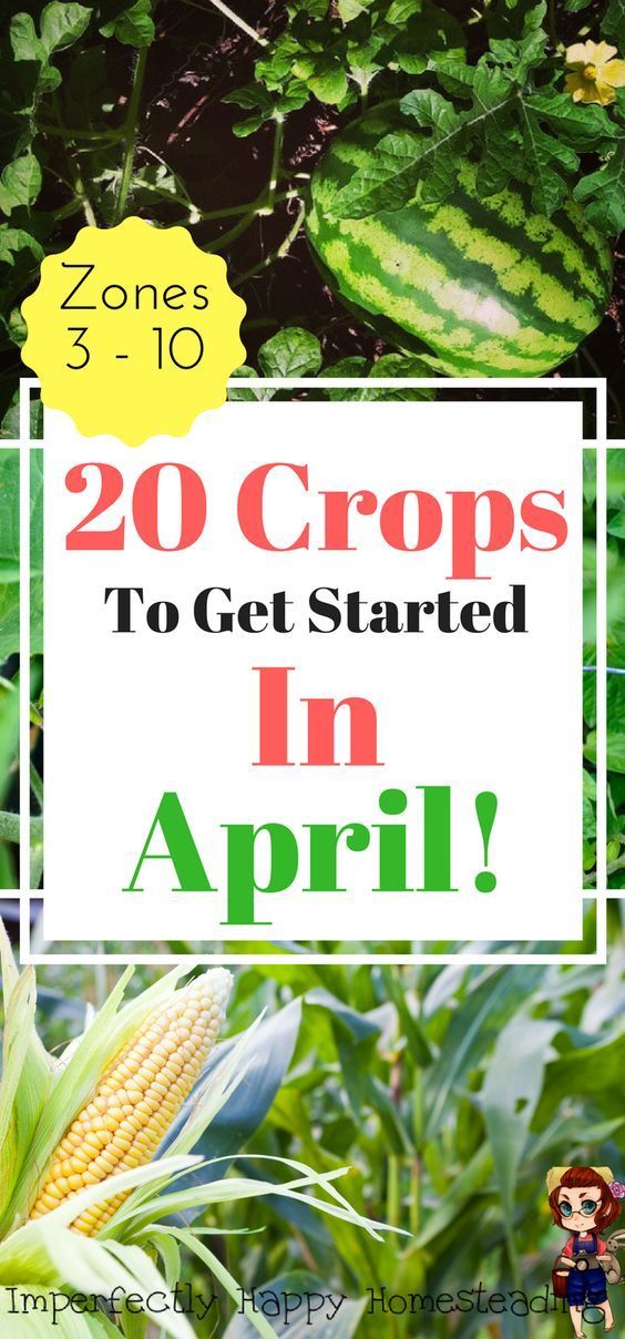 20 Crops to plant in your garden in April. Planting in spring for a late spring and summer harvest!