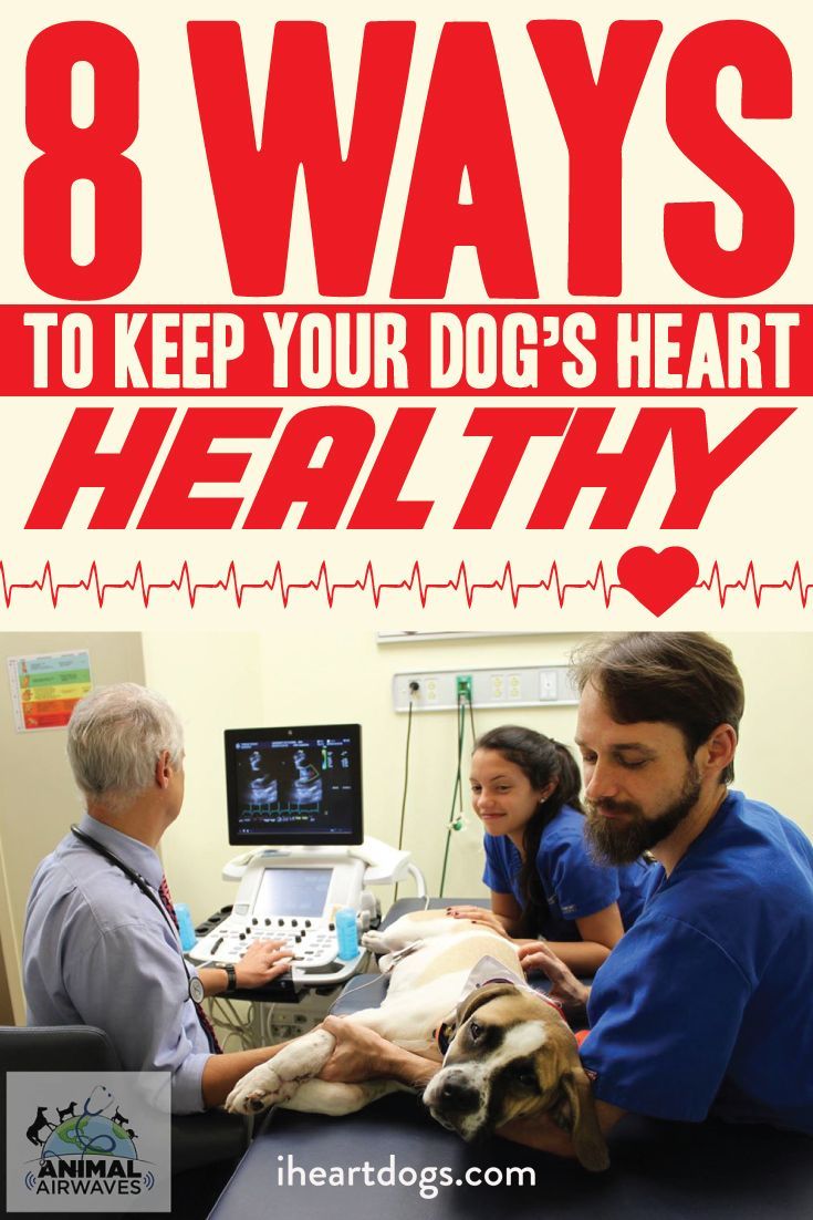A healthy heart keeps your dog happy!