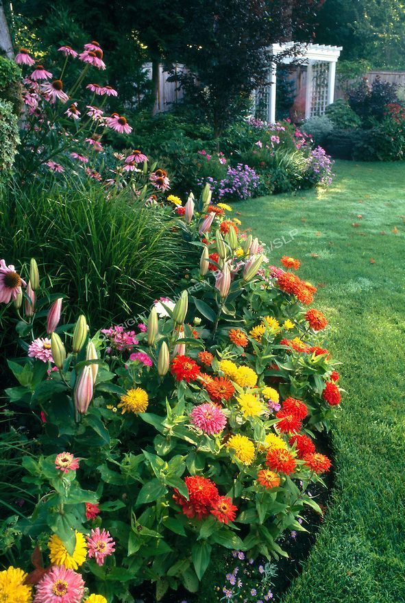 An early summer border of mixed annuals and perennials, including zinnias, lillies, echinacea (coneflower), and sedge grasses,