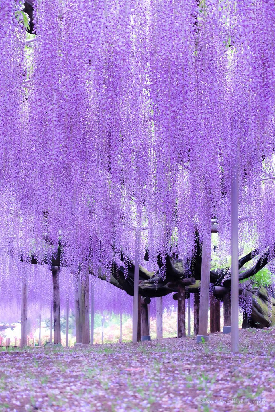 Ashikaga Flower Park, Tochigi, Japan by Noe Arai… Wisteria