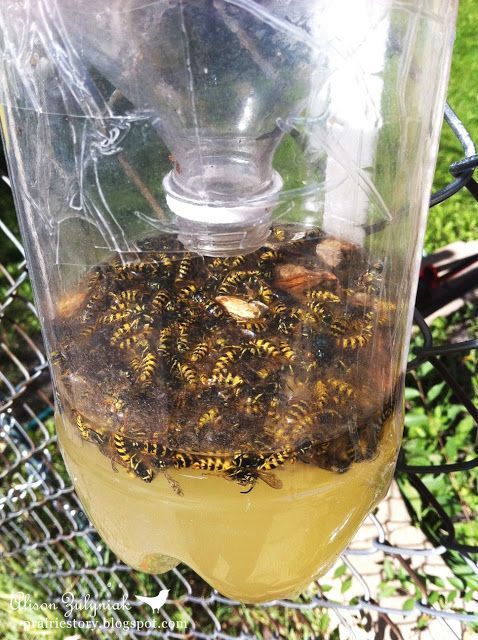 DIY Backyard Wasp Solutions • Great Ideas, Tips and Tutorials! Including from prairie story, this DIY soda bottle wasp trap.