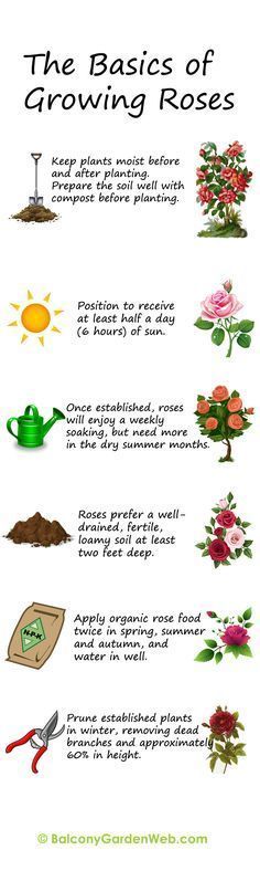 Find out in the illustration, the basics of growing and planting roses. Print and save for using later.