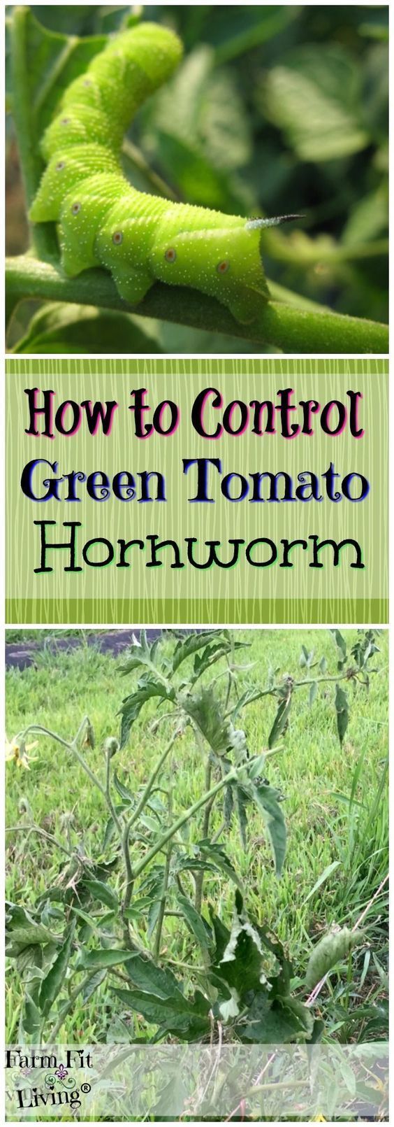 How to control green tomato hornworm | Garden Insects | Vegetable Gardening | Tomato Gardens