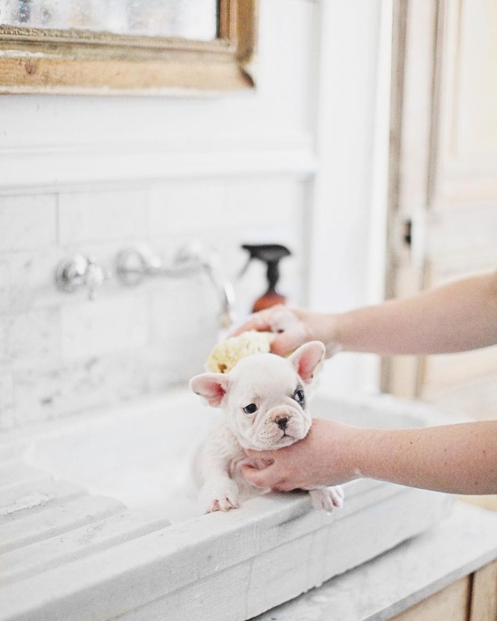 Look at that adorable fur baby! @dreamywhiteslifestyle gives her pups the best with our Best in Show line. Our doggy shampoo,
