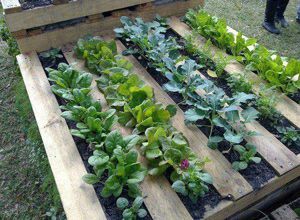 Pallet Gardening:  Pallets can be recycled and used in a whole new way. Simply find a place to put a pallet and fill it with