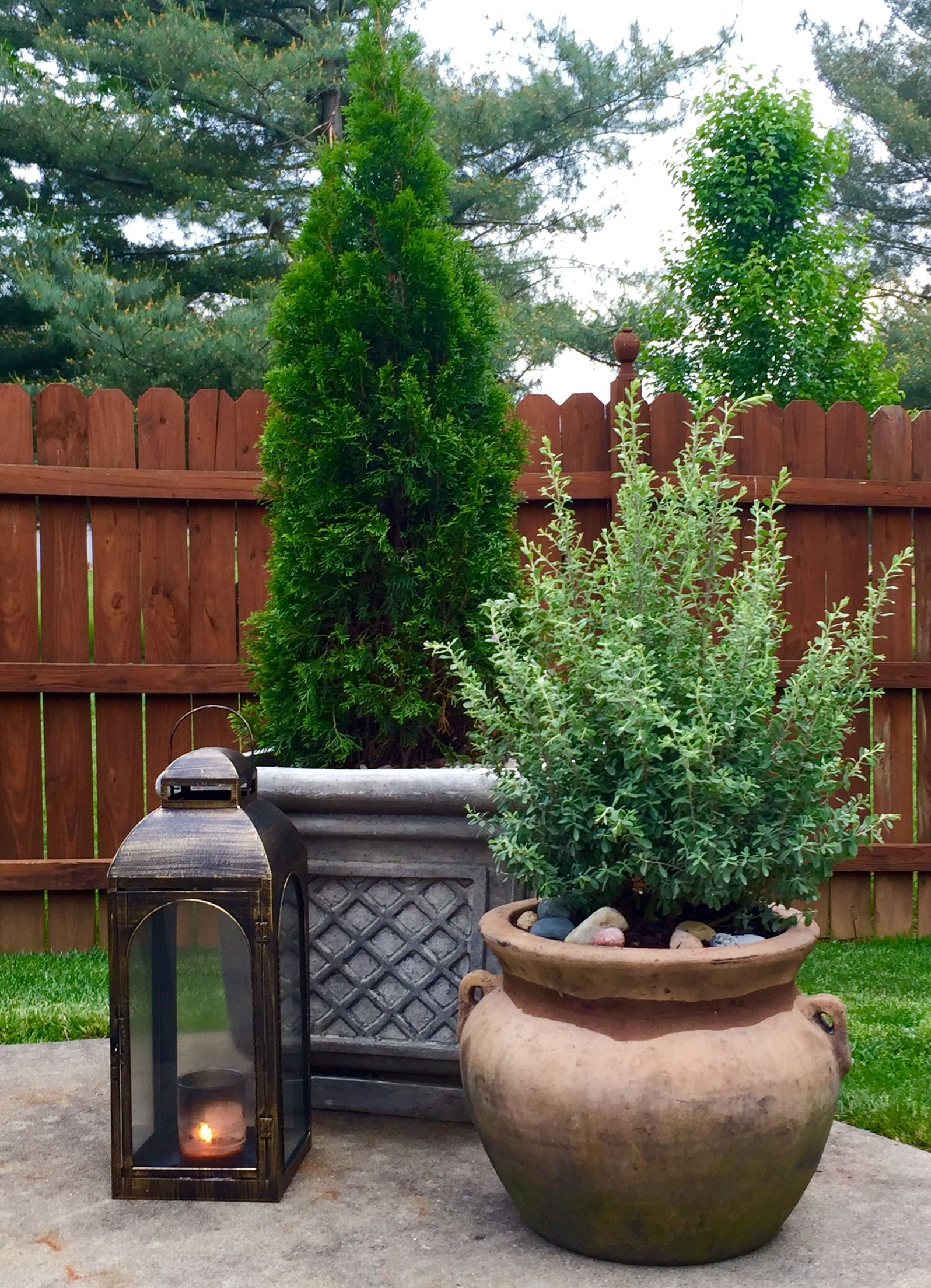 Potted texas sage and emerald green arborvitae More
