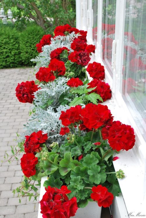 stunning window box of red Geraniums, any silver-leaved plant, and cascading dwarf Ivy