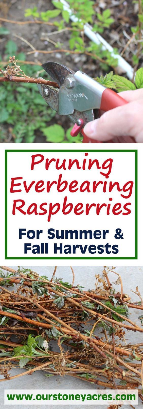 There are 2 methods for Pruning everbearing raspberries, one is simple, the other takes more time. This post will cover both