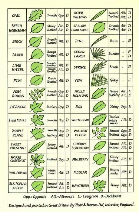 Tree identification chart