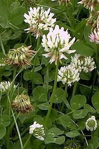 White clover: medicinal uses: cleanses blood, boils, sores, wounds, etc., heals disorders and diseases of the eye. A tea is used