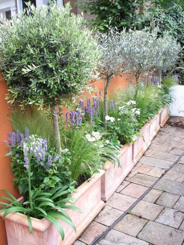 Potted Olive trees under planted with Agastache, agapanthus and anemone.