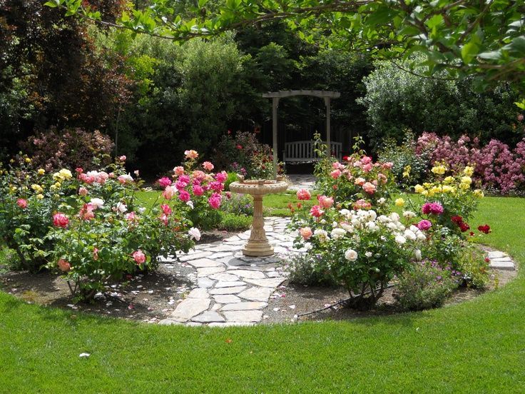 Back Yard Rose Gardens