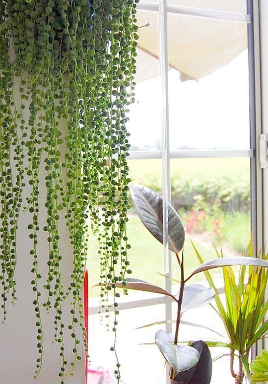Beautiful Oversized Hanging Plants.  “Long delicate strands hang from a String of Pearls succulent, creating a beaded curtain