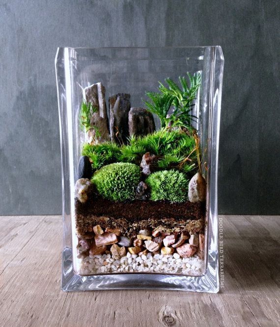 Bring nature indoors with this micro garden landscape. It features mini mounds of moss and palm-tree shaped Selaginella plants