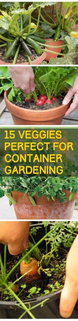 Container gardening, container gardening hacks, popular pin, gardening, gardening tips, DIY garden, indoor gardening, vegetable