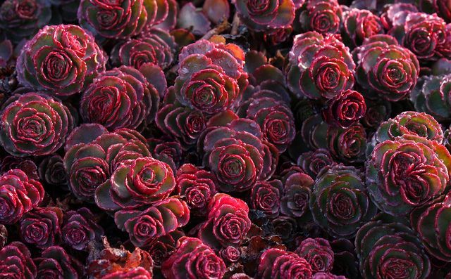 Dragons Blood Sedum – This plant is a succulent, only 3 or 4 in tall, that forms a dense mat. In summer, its covered with