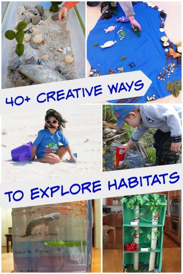 Explore a variety of animal habitats with these hands-on science activities, fun crafts, webcams and unique projects!
