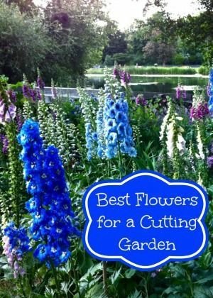 Grow Best Flowers for a Cutting Garden