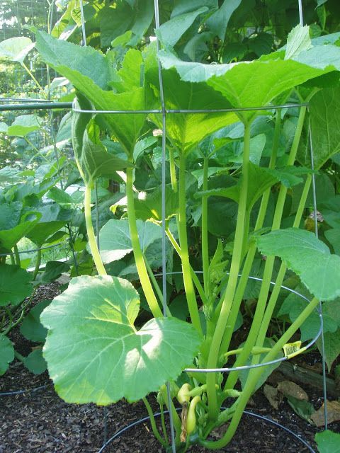 Growing Zucchini in Small Spaces