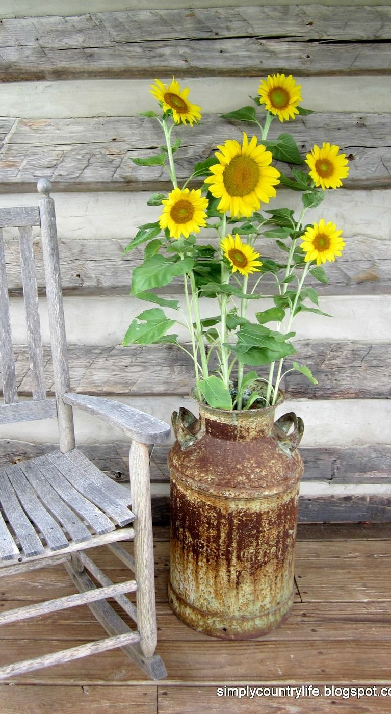 Simply Country Life: fresh picked sunflowers from the garden in an old milk can on our log cabin porch