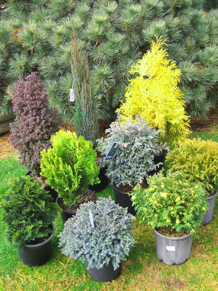 The weather is often mild enough to sit outside so why not dress up your balcony with nice evergreens, shrubs or herbs? Even when