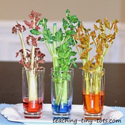 Toddler Science: Celery Experiment, Learn about Plants and How They Absorb Water in This Science Project for Kids